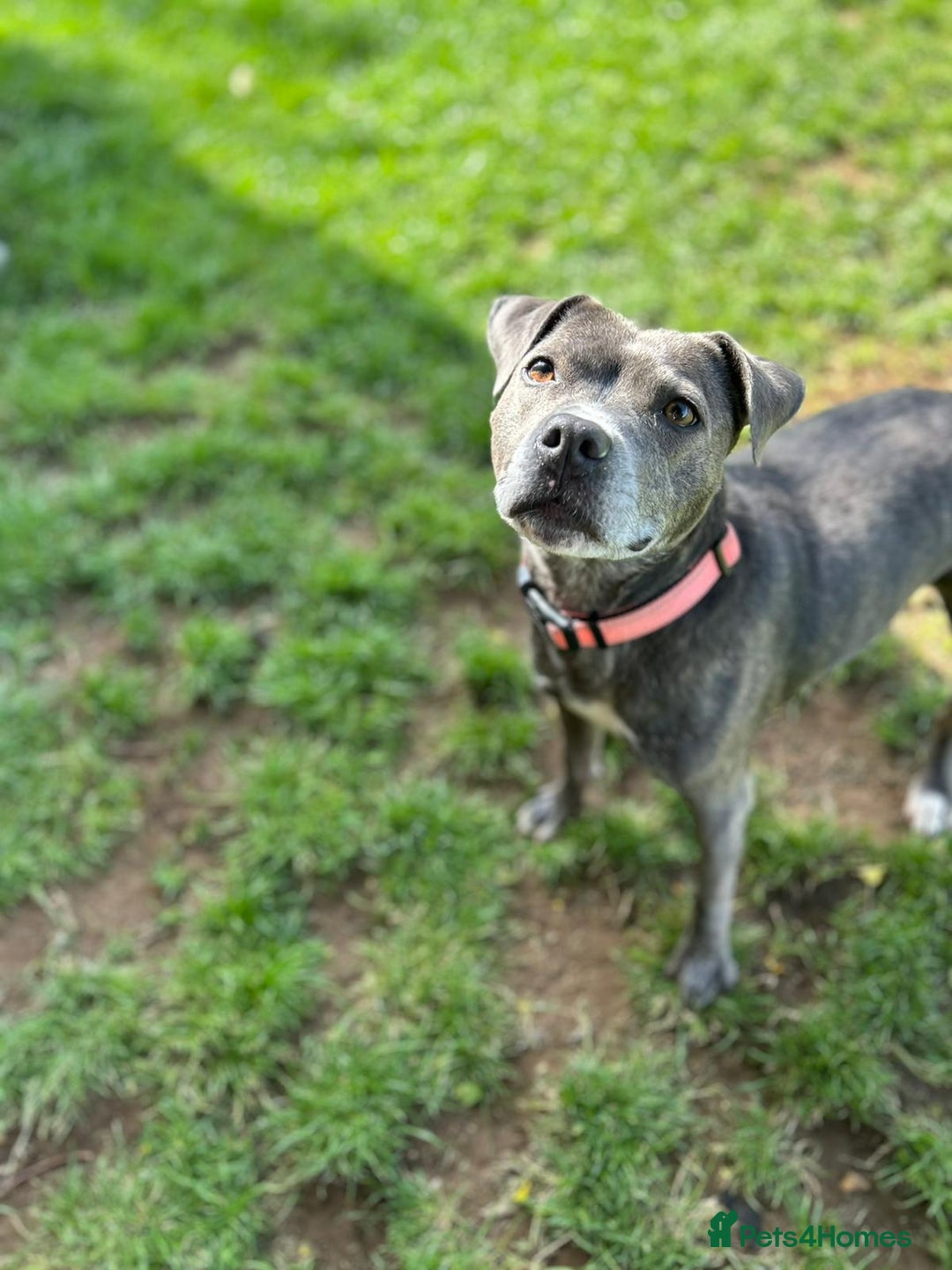 Staffordshire Bull Terrier dogs for sale: Staffordshire bull terrier - Image 1