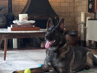 German Shepherd dogs Female German Shepherd - working line - Advert 2