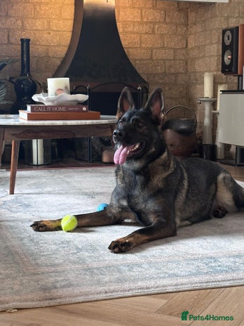 German Shepherd dogs Female German Shepherd - working line - Advert 5