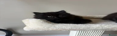 British Shorthair Kitten 4