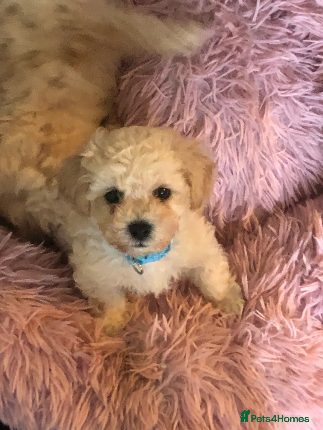 Poochon dogs for sale: Poochon pups for sale  - Advert 12
