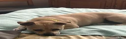 Mixed Breed dogs for adoption: Cute Jamala needs a new home! - Advert 7