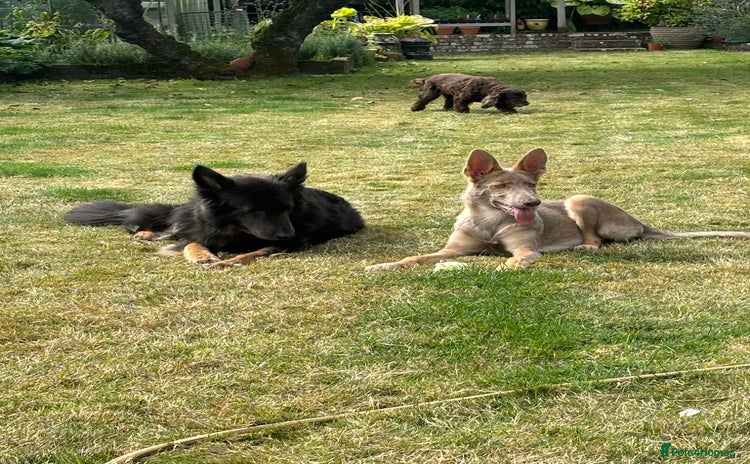 German Shepherd dogs - Advert 1