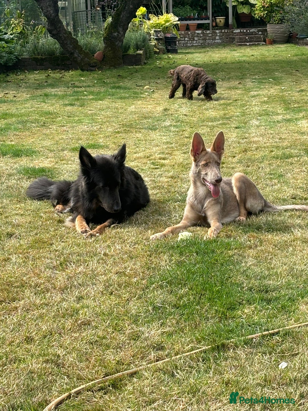 German Shepherd dogs for sale: Older Isabella GSD Female - Image 1