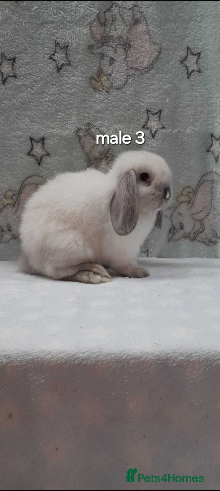 Mini Lop rabbits Gorgeous purebred mini lops  - Advert 2