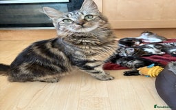 British Shorthair cats for sale: 11 SHORTHAIRED AND LONGHAIRED KITTENS - Image 4