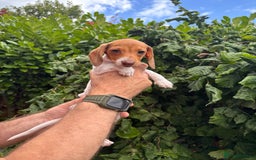 Miniature Dachshund dogs for sale: Pure Piebald Miniature Dachshunds Champion Lines - Image 19