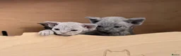Devon Rex cats for sale: Beautiful blue boy and lilac girl!!!!! - Advert 19