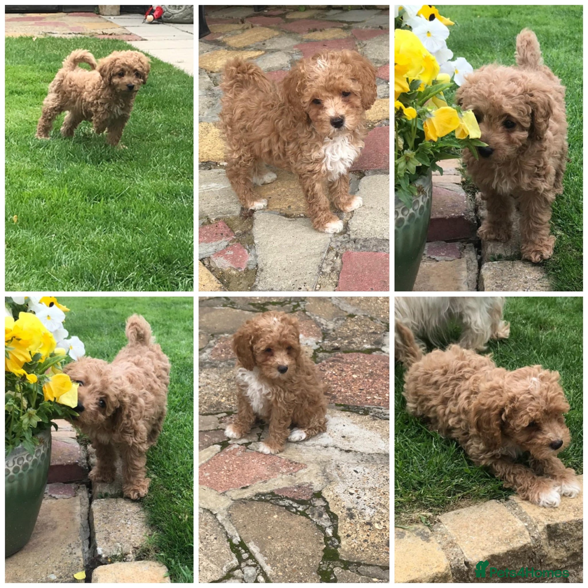 Maltipoo dogs RARE Tiny F1B Asian maltipoo puppies - Advert 6