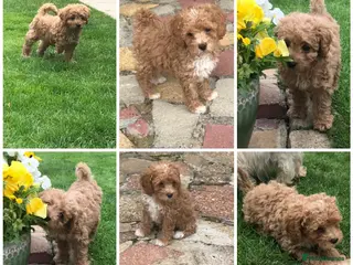 Maltipoo dogs RARE Tiny F1B Asian maltipoo puppies - Advert 6