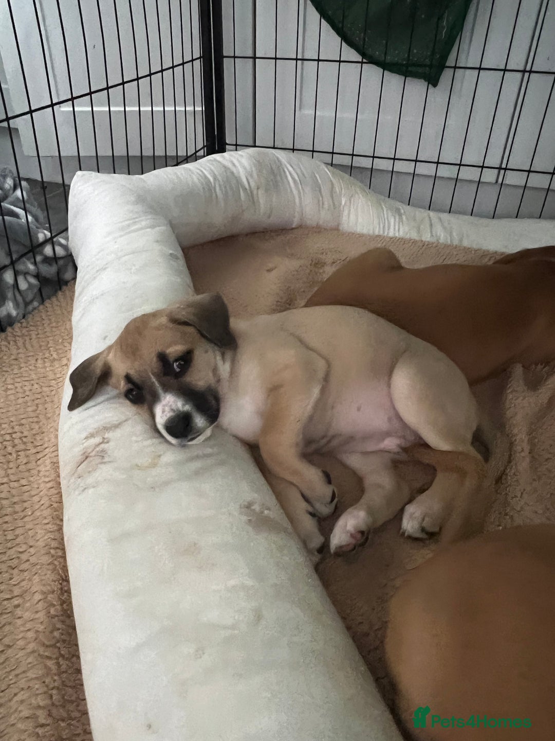 Mixed Breed dogs for sale: Staffy x Australian Kelpie  - Image 30