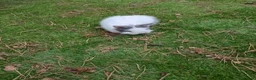 Lionhead rabbits for sale: Double main lionhead baby rabbits  in Cannock - Advert 4