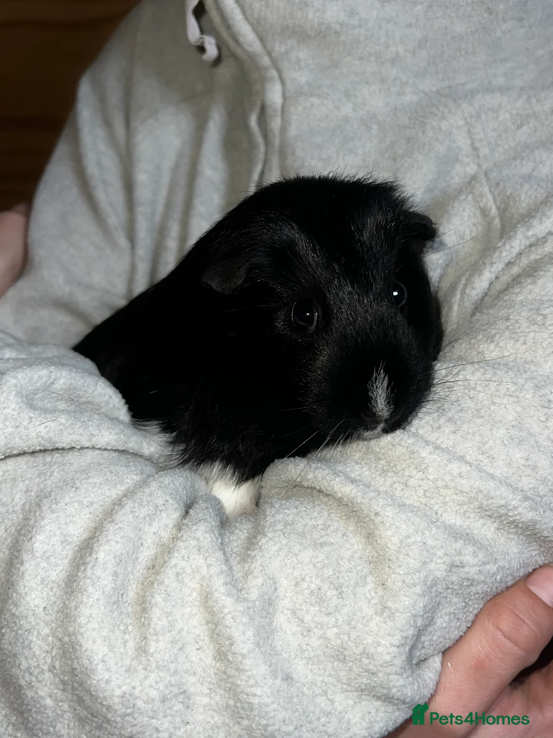 Guinea Pig rodents for sale: Female guinea pig - Advert 5