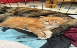 Maine Coon cats for sale: Maine Coon Kittens  - Image 15