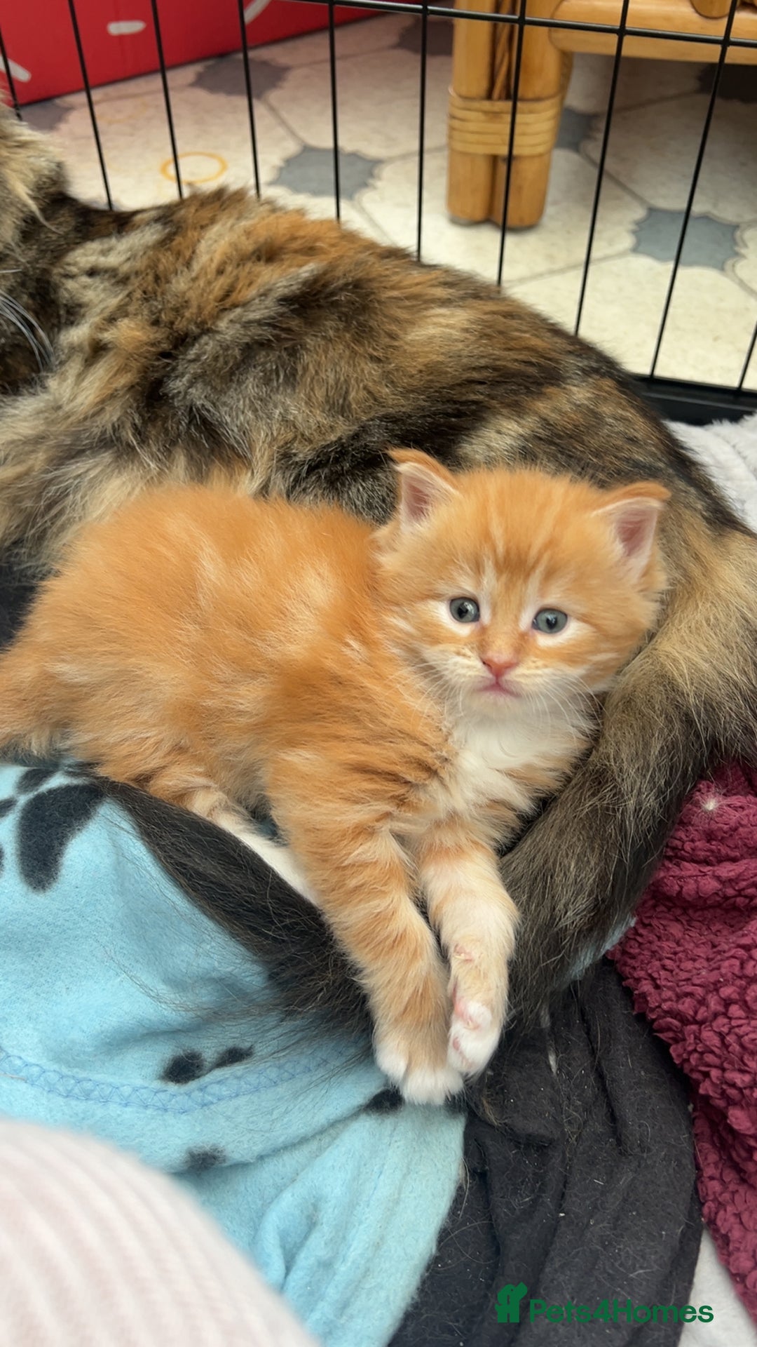 Maine Coon cats for sale: Maine Coon Kittens  - Image 15