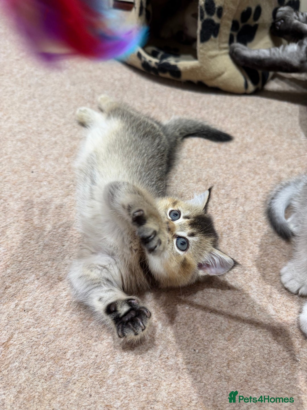 Scottish Fold cats for sale: Purrfect kitten  - Advert 14