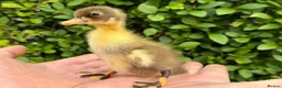 Ducks poultry for sale: Stunning pure bred Runner Ducks  - Advert 2