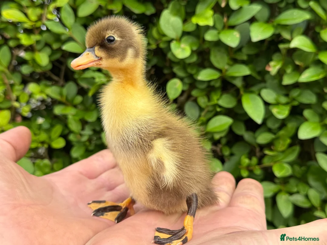Ducks poultry for sale: Stunning pure bred Runner Ducks  - Advert 2