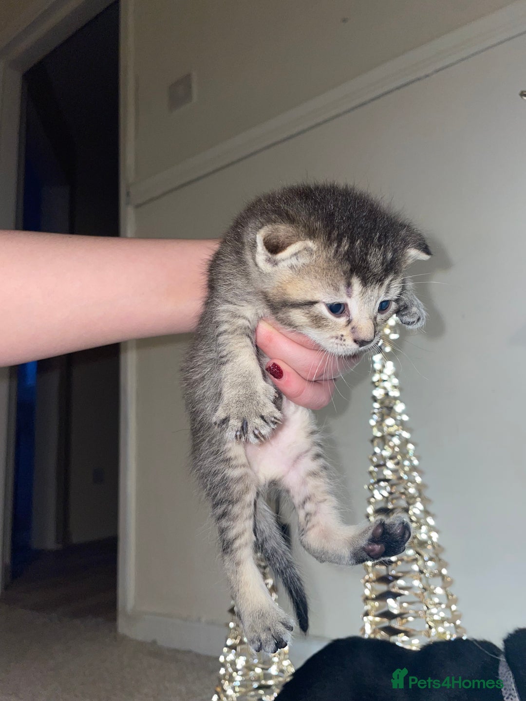 Mixed Breed cats for sale: Scottish fold kittens  - Advert 3