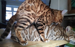 Bengal cats for stud: For Sale Amazing Stud Bengal Male TICA reg litters in Durham - Image 6