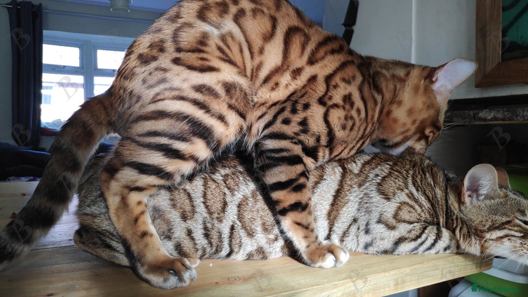 Bengal cats for stud: For Sale Amazing Stud Bengal Male TICA reg litters in Durham - Image 6