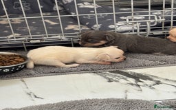 Chihuahua dogs for sale: Long coat chihuahua pups - Image 1