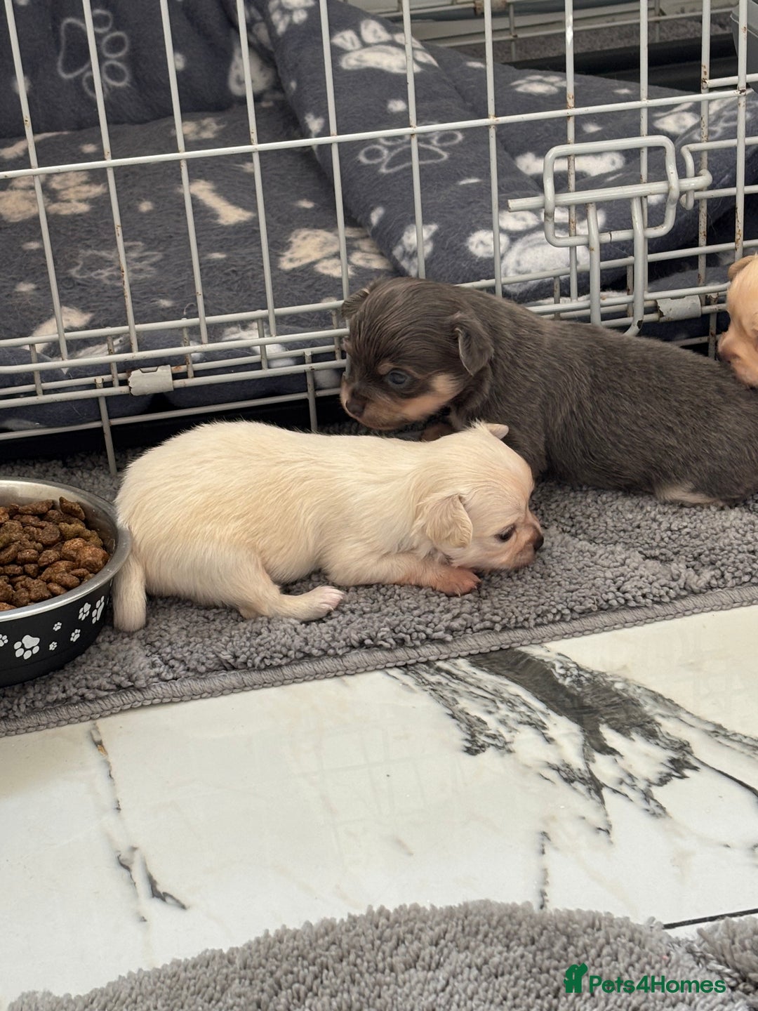 Chihuahua dogs for sale: Long coat chihuahua pups - Image 1