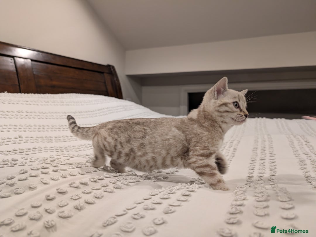 Bengal cats for sale: 🤍🩶 Stunning Snow Bengal Kittens 🩶🤍 - Advert 16