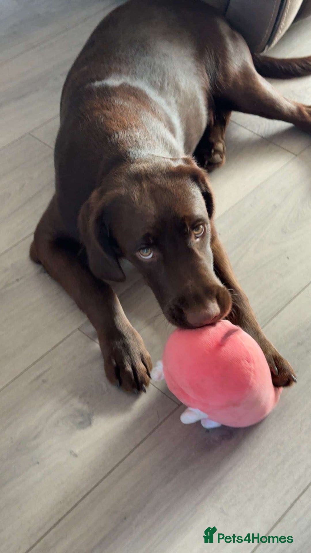 Springador dogs 6-Month-Old Male Springador – Loving & Friendly - Advert 2