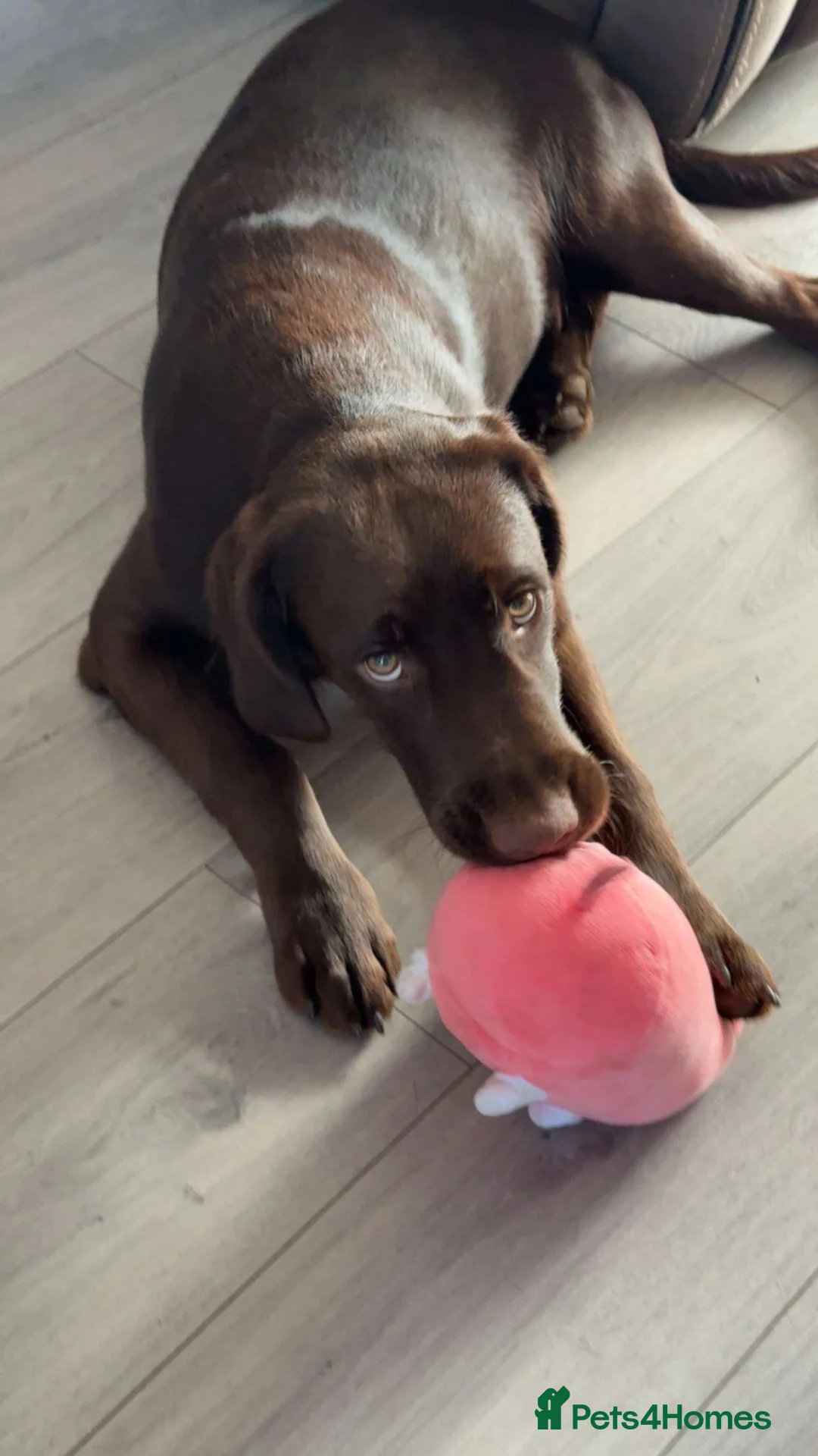 Springador dogs for sale: 6-Month-Old Male Springador – Loving & Friendly - Advert 2