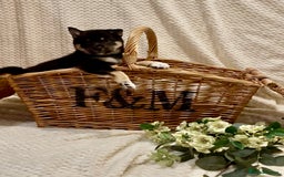 Japanese Shiba Inu dogs for sale: 🐾 Beautiful Japanese Shiba Inu Puppies  - Image 4