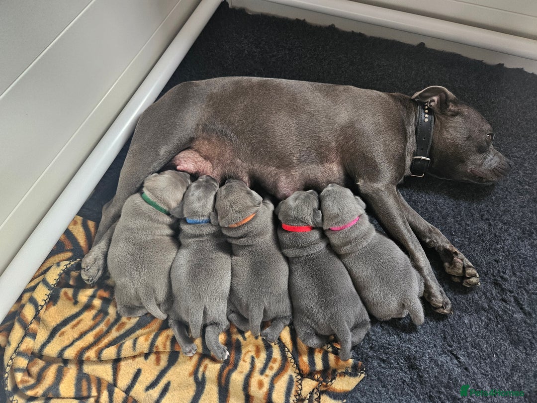 Staffordshire Bull Terrier dogs for sale: Staffordshire Bull Terrier boys - Image 9