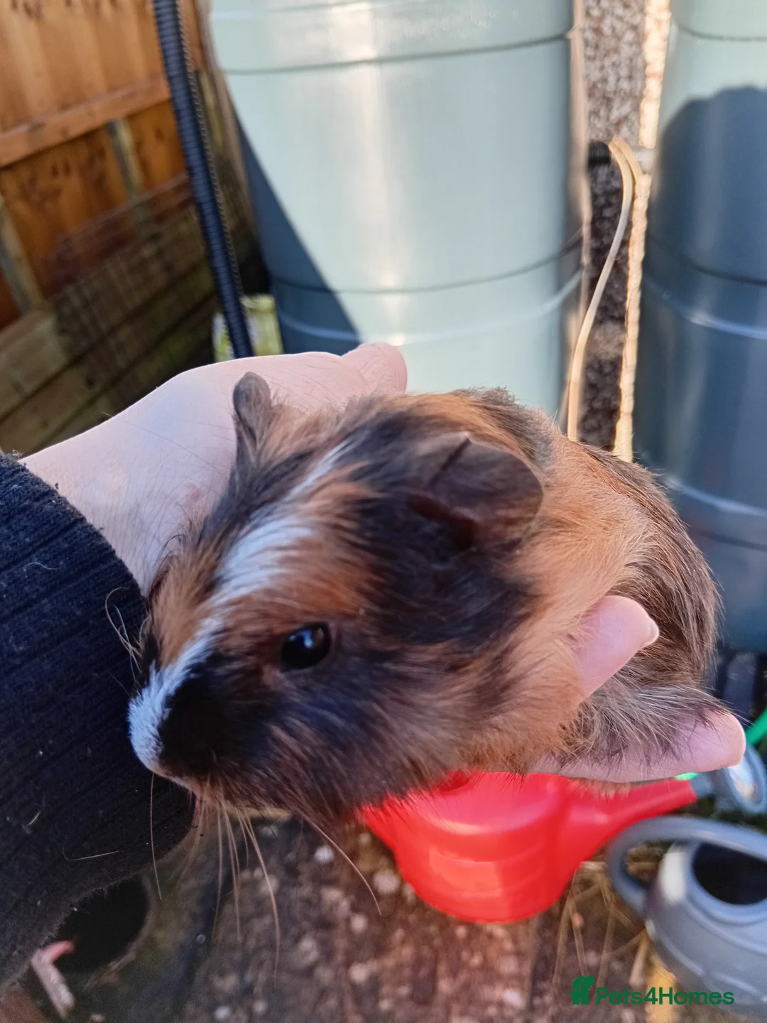 Guinea Pig rodents for sale: Baby guinea pigs  - Advert 2