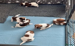 Fox Terrier dogs for sale: Quality smooth fox terrier puppies in Chesterfield - Image 3