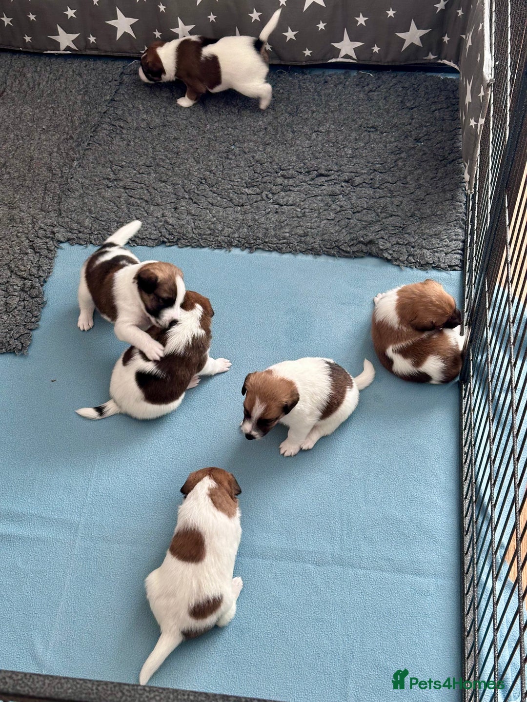 Fox Terrier dogs for sale: Quality smooth fox terrier puppies in Chesterfield - Image 3