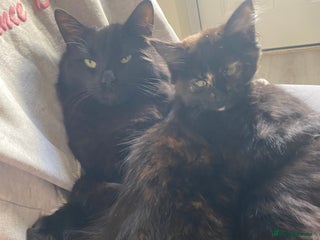 Maine Coon cats Black kittens - Advert 2