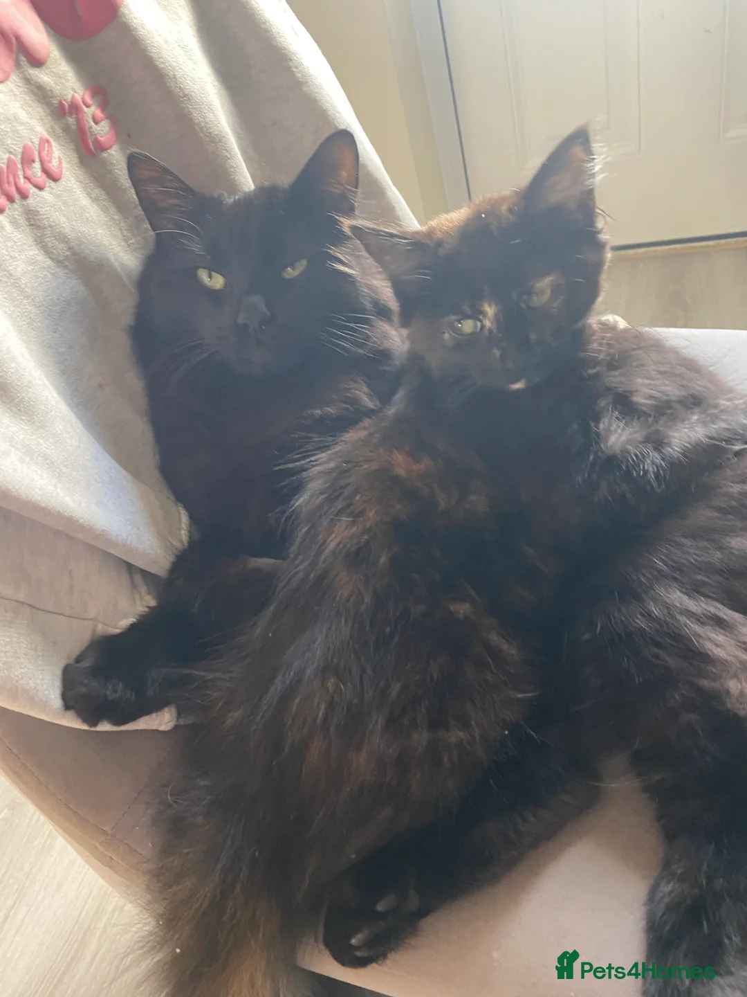 Maine Coon cats for sale: Black kittens - Advert 1