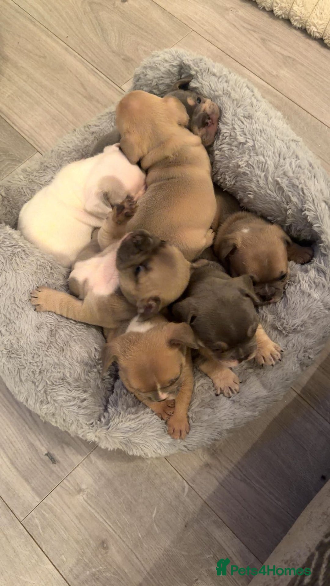 French Bulldog dogs for sale: 🐾✨ Adorable Frenchies ready now ✨ 🐾 DWKC  - Advert 18