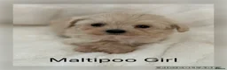 Maltipoo dogs for sale: Gorgeous Teddy Bear F1 Maltipoo READY NOW - Advert 5