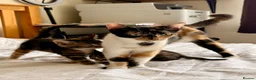 Mixed Breed cats for sale: Loving Kittens Looking for Their Forever Homes - Advert 9