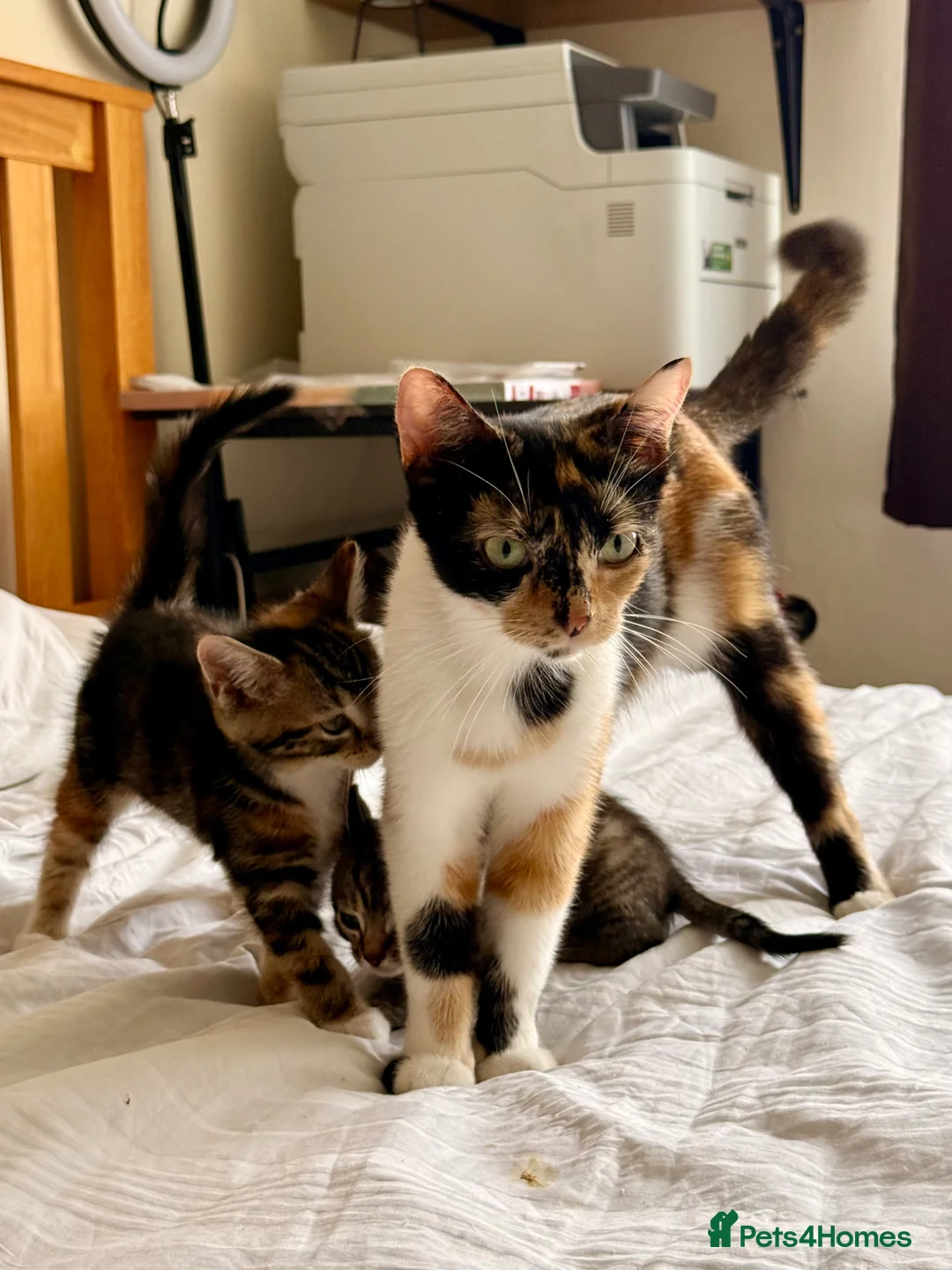 Mixed Breed cats for sale: Loving Kittens Looking for Their Forever Homes - Advert 9