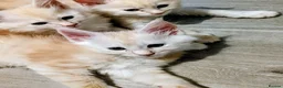 Maine Coon cats for sale: Maine Coons kittens  - Advert 3