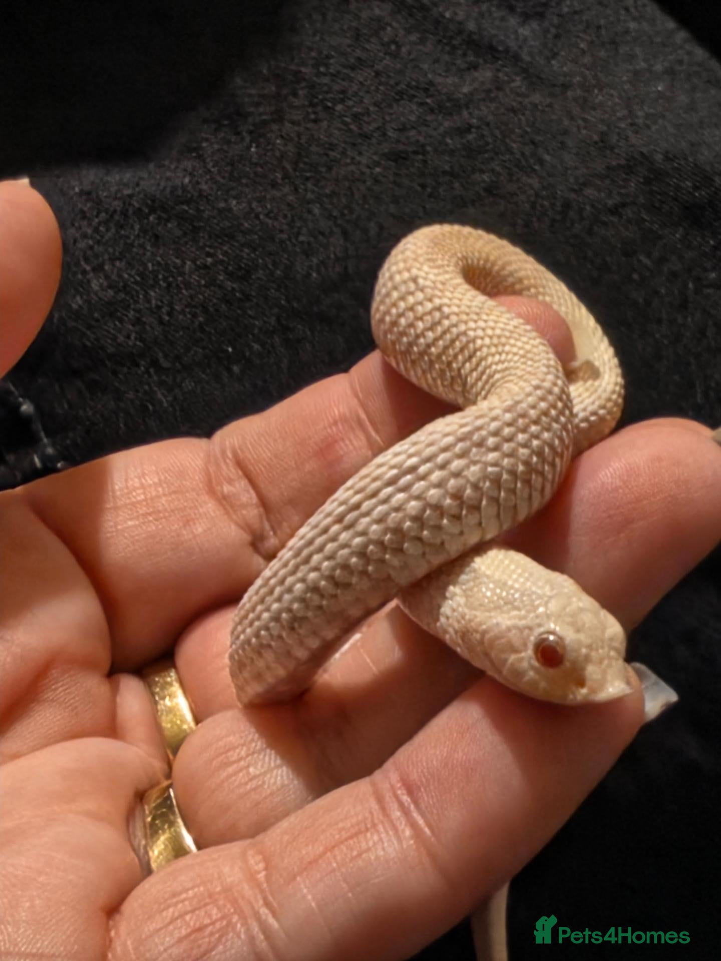 Snake reptiles 2026 baby snow hognose male - Advert 1