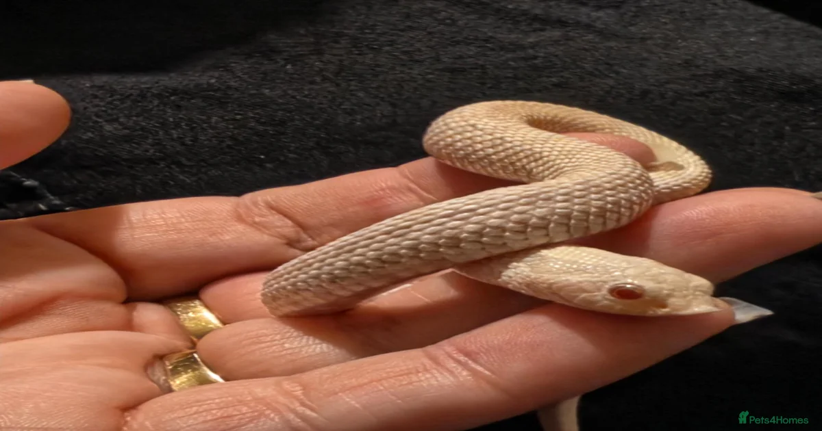 Snake Reptiles for sale in Mountain Ash, Rhondda Cynon Taff | Pets4Homes