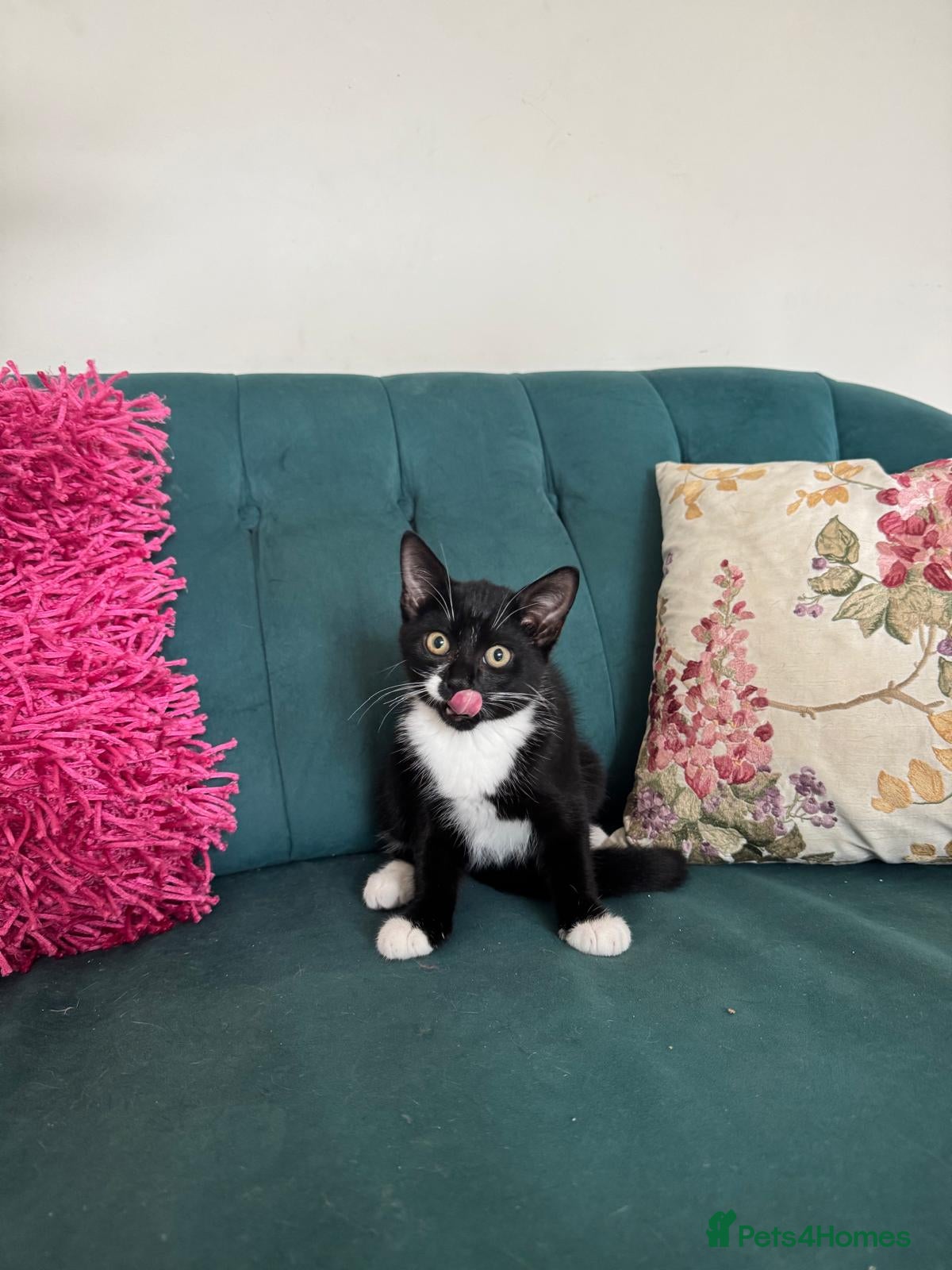 Domestic Shorthair cats Beautiful Kittens Ready for Their Forever Homes! - Advert 2
