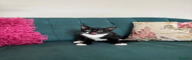 Domestic Shorthair 2