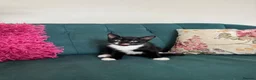 Domestic Shorthair cats for sale: Beautiful Kittens Ready for Their Forever Homes! - Advert 2