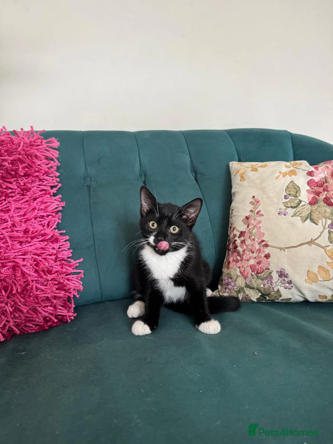 Domestic Shorthair cats for sale: Beautiful Kittens Ready for Their Forever Homes! - Advert 2