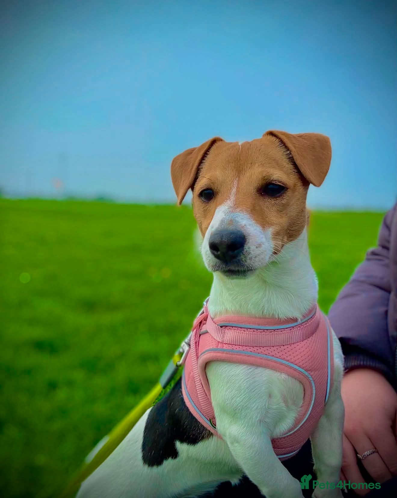 Jack Russell dogs Jack russell  - Advert 1