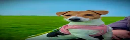Jack Russell dogs for sale: Jack russell  - Advert 1